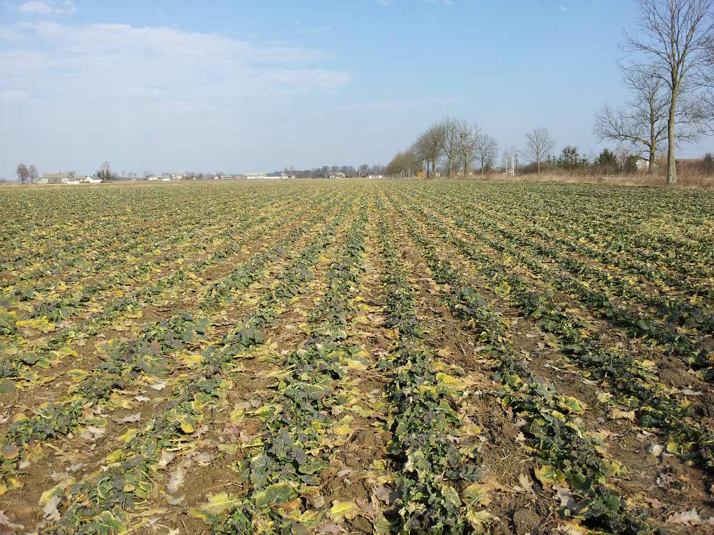 rzepak, plantacja