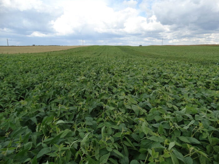 soja, pole, plantacja