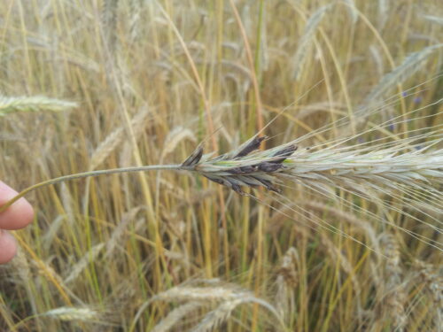 sporysz, kłosy żyta