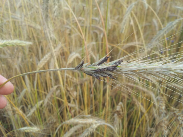 sporysz, kłosy żyta