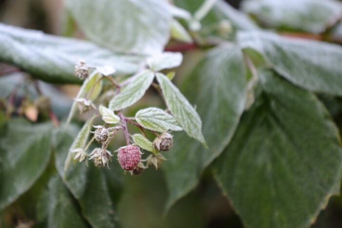 straty w uprawach, komisje szacujące straty, wypłata odszkodowań, pomoc de minimis, sadownictwo, wiosenne przymrozki
