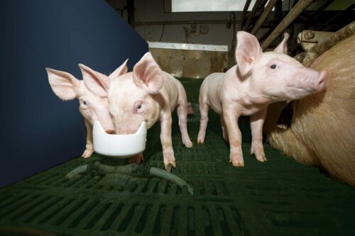 automatyczny system dokarmiania prosiąt, De Heus