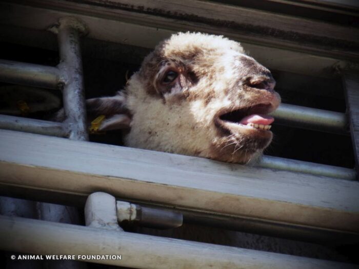 transport zwierząt do Włoch, jagnięta, złamanie prawa, transport żywych jagniąt, przepisy, CIWF Polska