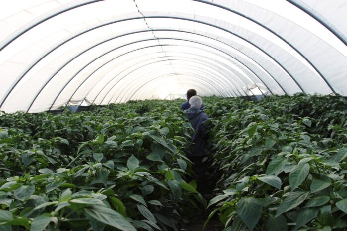 warzywa, uprawa pod osłonami, warzywnictwo, Bayer, porady, pogoda, przymrozki