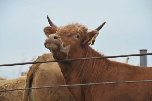 handel mięsem, wołowina, wieprzowina, drób