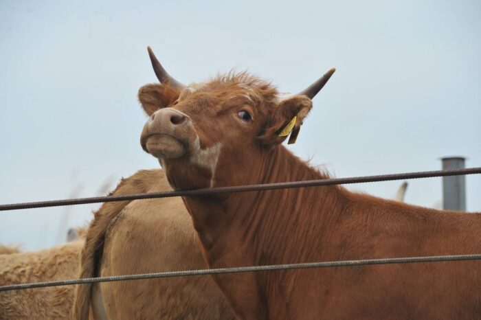 handel mięsem, wołowina, wieprzowina, drób