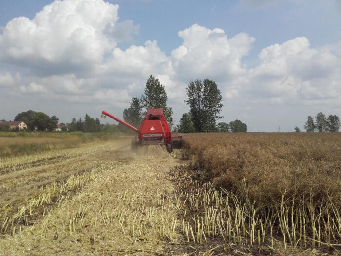 ceny rzepaku ze zbiorów 2021, zbiory rzepaku 2021, ceny rzepaku na warunkach krajowych, ceny rzepaku na warunkach niemie