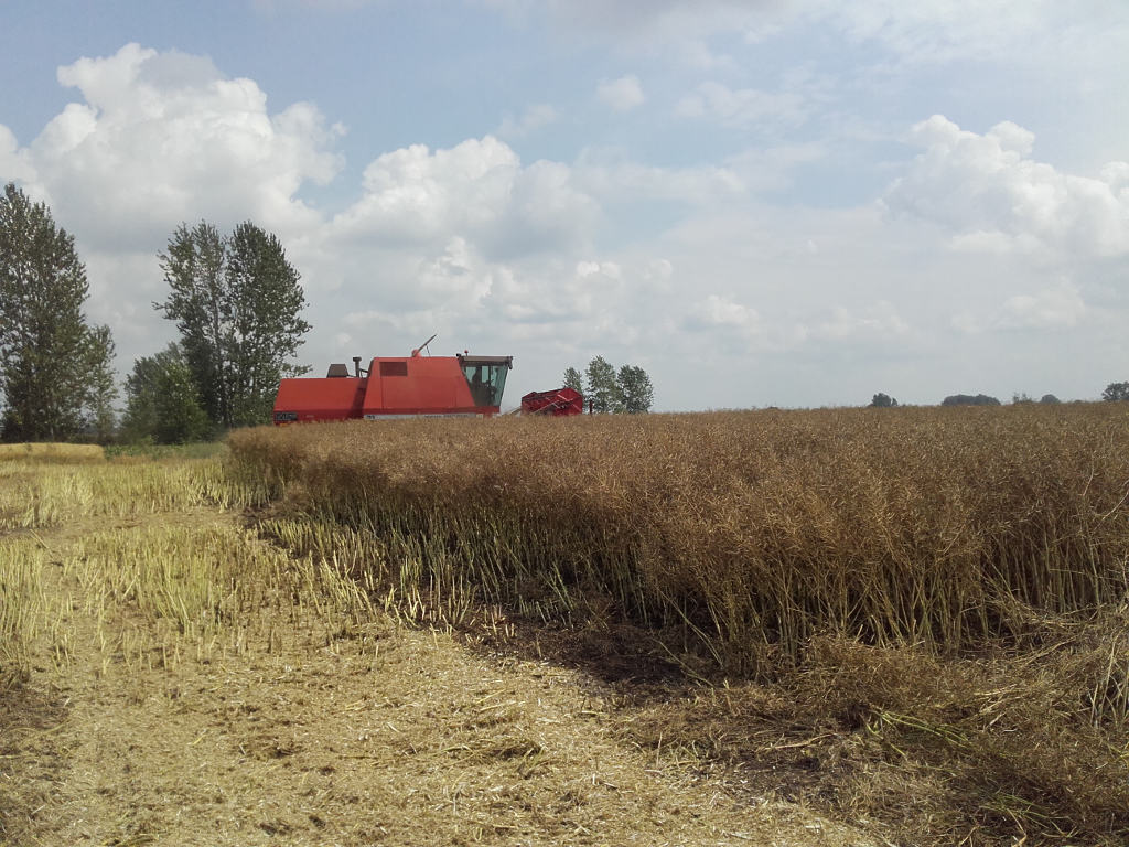 rzepak, kombajn, zbiór, Sahryń