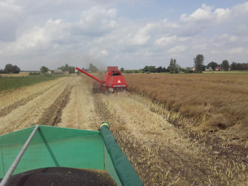 ceny rzepaku ze zbiorów 2021, zbiory rzepaku 2021, ceny rzepaku na warunkach krajowych, ceny rzepaku na warunkach niemie