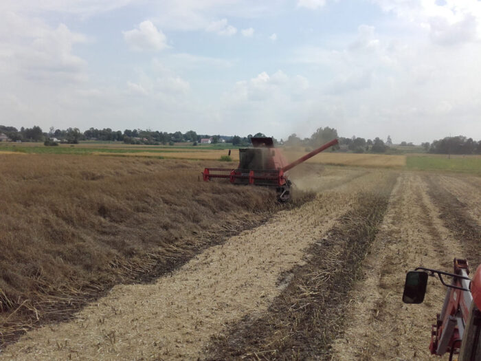 rzepak, kombajn, zbiór, Sahryń