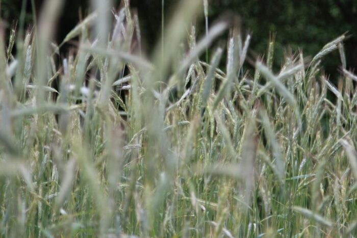 zboża, produkcja zbóż, zapasy zbóż, pszenica, kukurydza, ziarno