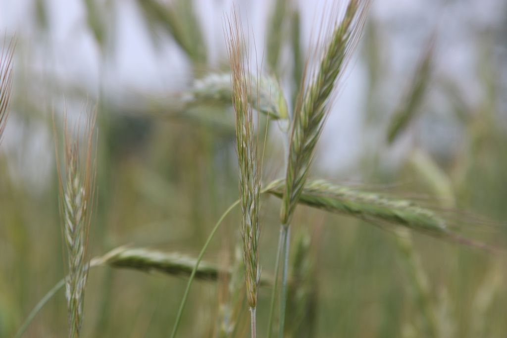 zboże, materiał siewny, opłata