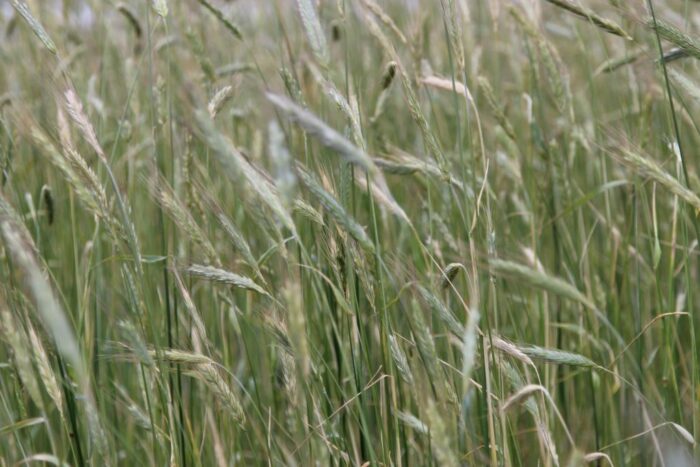 produkcja zbóż, pszenica, zboża paszowe