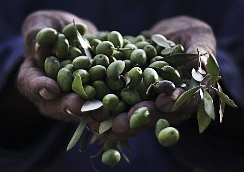 zdrowa żywność, ekologiczna żywność, eko produkty, naturalna żywność