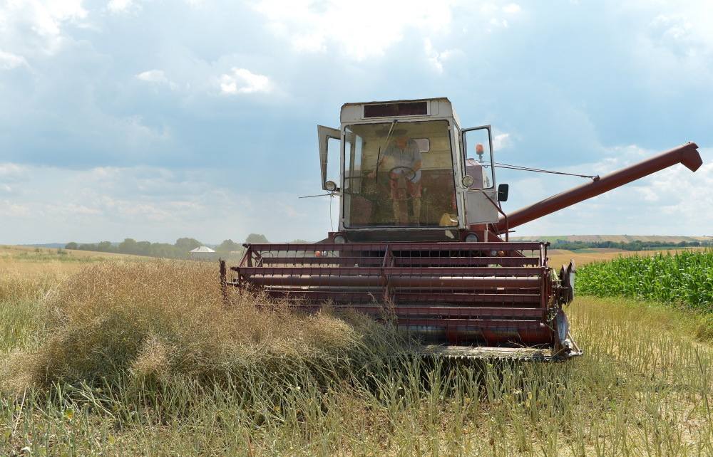 żniwa, zboże, zbiory w 2017 roku, GUS, przymrozki, pogoda, agrobiznes