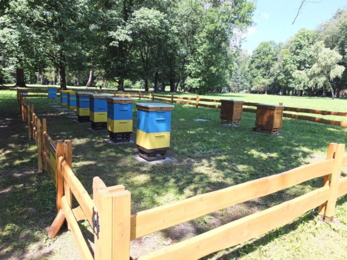 pszczoły, owady, miód, Żywiec, pszczoły w mieście, pasieka w Żywcu