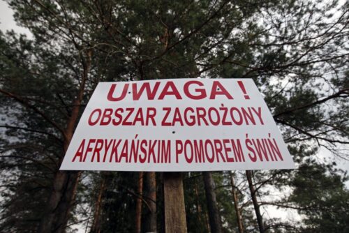 asf, walka z asf, bioasekuracjai, zakaz hodowli świń, wybicie świń