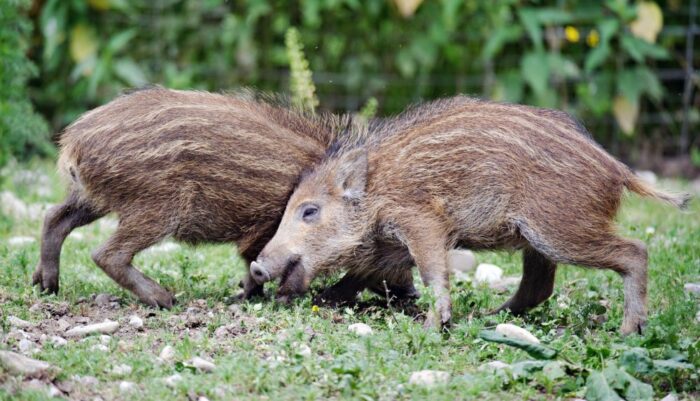 asf, walka z asf, czechy, odstrzał dzików, prawo łowieckie, zlin