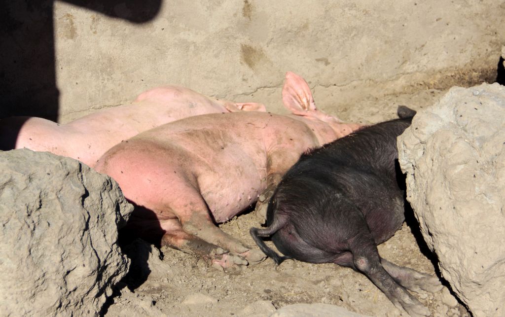 padłe świnie, ASF, utylizacja, trzoda chlewna