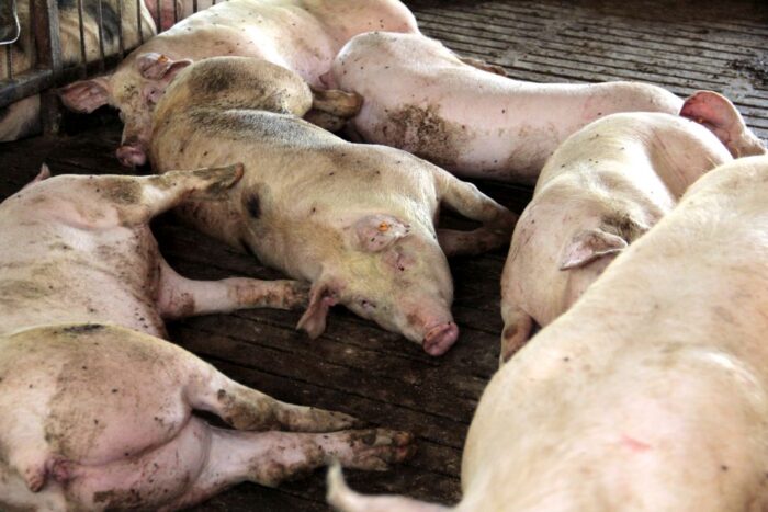 ASF, wirus, ognisko, trzoda chlewna