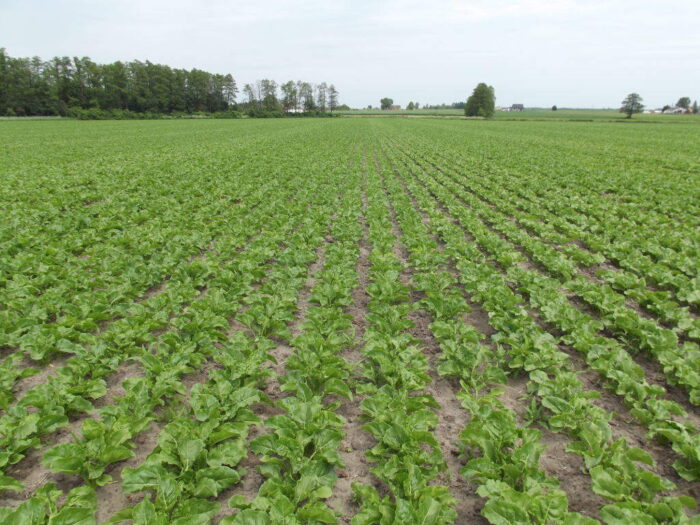 burak cukrowy, pole