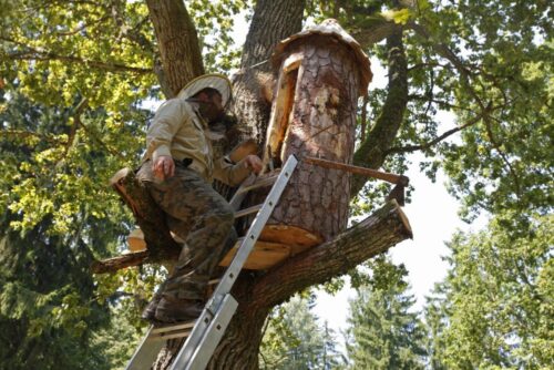 bartnictwo, pszczelarstwo, budowa barci, barcie