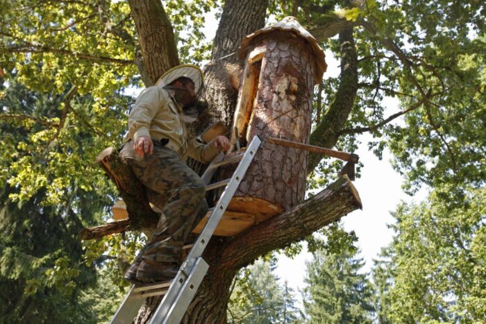 bartnictwo, pszczelarstwo, budowa barci, barcie