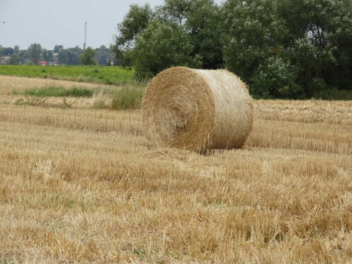 bela, słoma, ściernisko