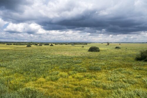 Biebrzański Park Narodowy, dzierżawa łąk rolnikom, łąki, koszenie łąk, mistrzostwa kosiarzy łąk