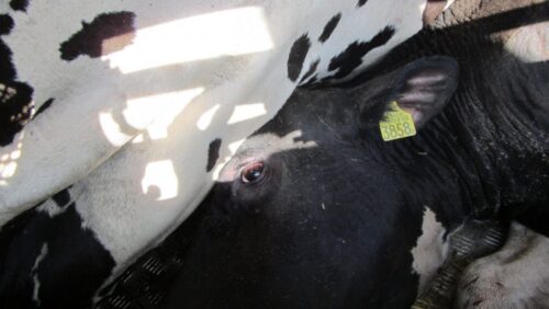 bydło, transport bydła, wyczerpane krowy, częstrochowa, inspekcja transportu drogowego