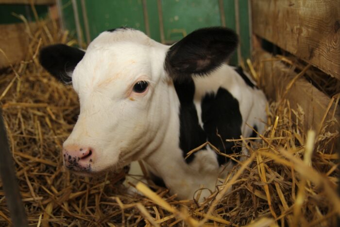 polmass, cielęta, preparat mlekozastępczy, białko mleka krowiego