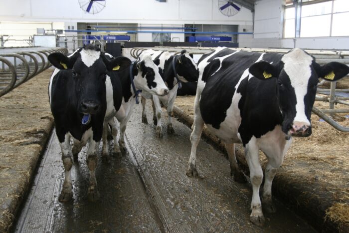 delaval, robot udojowy, krowy mleczne, fermy bydła mlecznego