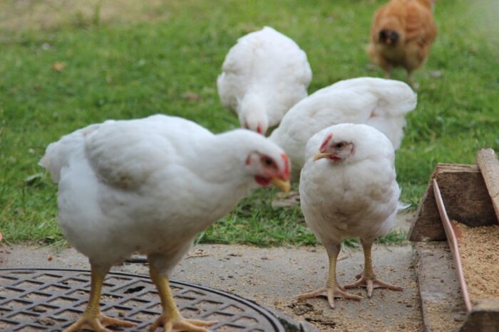 produkcja drobiu, rynek mięsa, komisja europejska