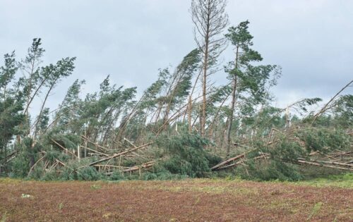 drzewa, burza, wichura, wiatr zniszczył las, Lasy Państwowe, drewno, zniszczenia