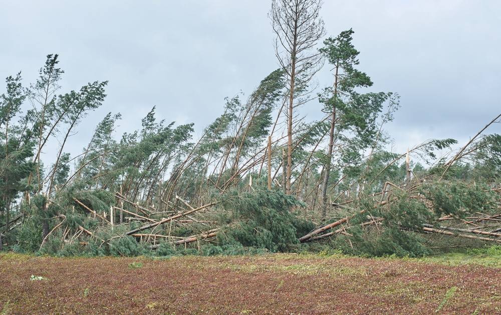 drzewa, burza, wichura, wiatr zniszczył las, Lasy Państwowe, drewno, zniszczenia