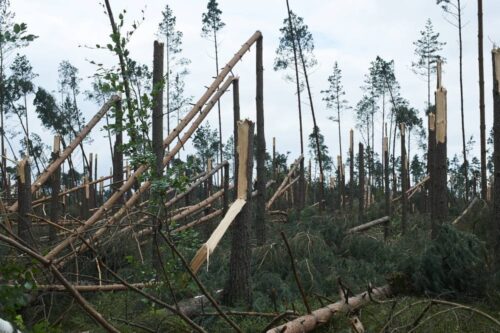 drzewa, las, straty w lasach, Lasy Państwowe, pogoda, wichura