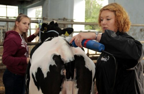 fitting, jałówki, wystawa