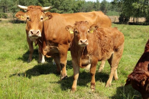 bydło mięsne limousine, hodowla, odsadki