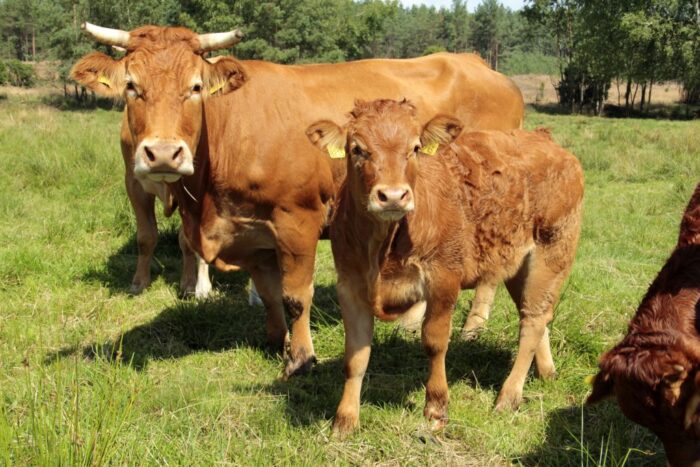 bydło mięsne limousine, hodowla, odsadki