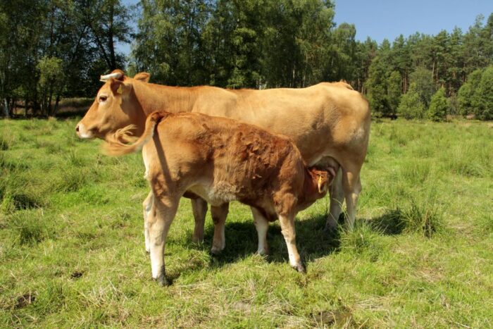 wołowina, rynek mięsa, ceny wołowiny, bydło, eksport wołowiny