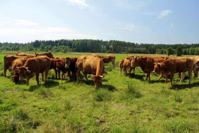 ceny produktów rolnych, skup produktów rolnych, targowiska, gus, mięso, zboża, mleko
