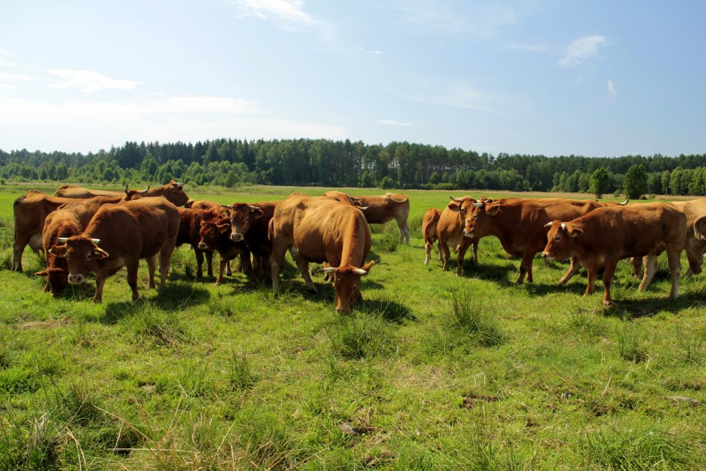 ceny produktów rolnych, skup produktów rolnych, targowiska, gus, mięso, zboża, mleko