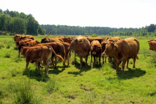 bydło mięsne limousine, hodowla, odsadki
