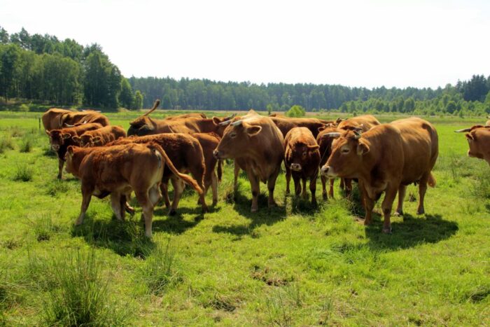 bydło mięsne limousine, hodowla, odsadki