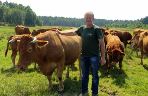 bydło mięsne limousine, hodowla, odsadki