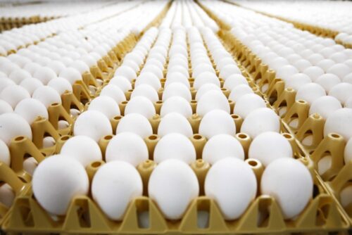 skażone jaja, afera z jajami, fipronil, kury, drób, eksport jaj z polski