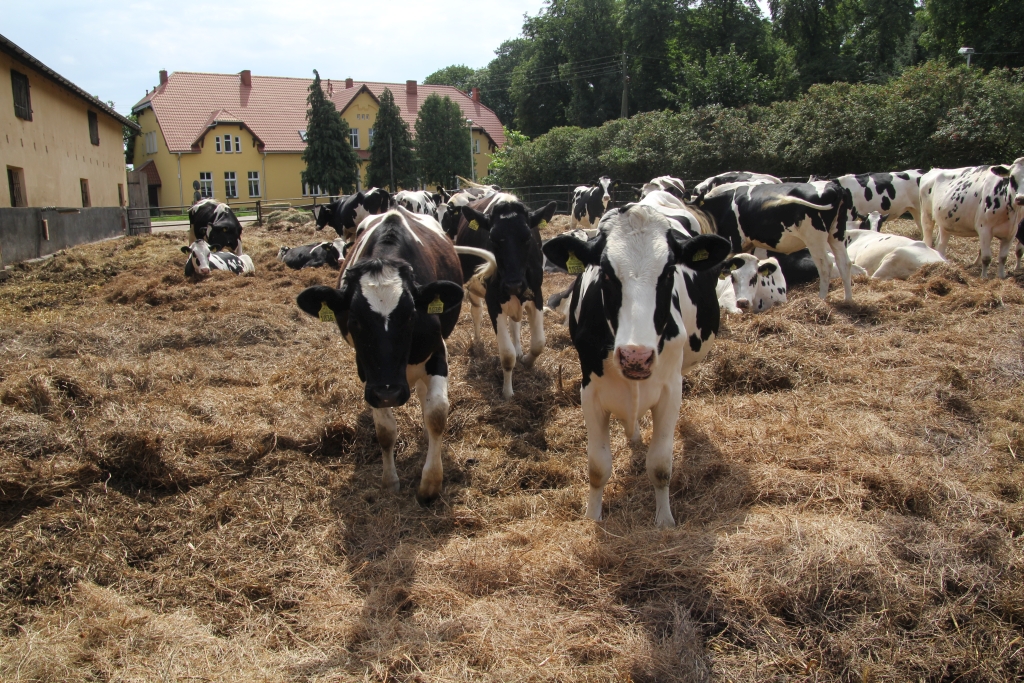 jałówki, bydło mleczne, hodowcy, krowy mleczne