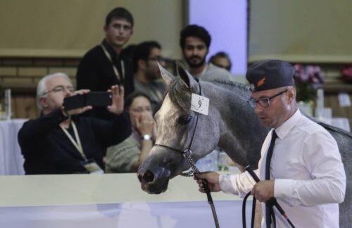 Janów Podlaski, stadnina, araby z Janowa, Pride of Poland, konie na sprzedaż, aukcja, Pride of Poland 2017