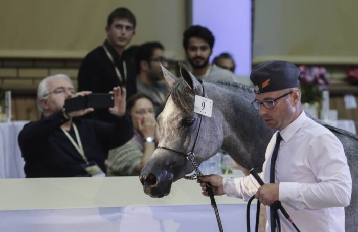Janów Podlaski, stadnina, araby z Janowa, Pride of Poland, konie na sprzedaż, aukcja, Pride of Poland 2017
