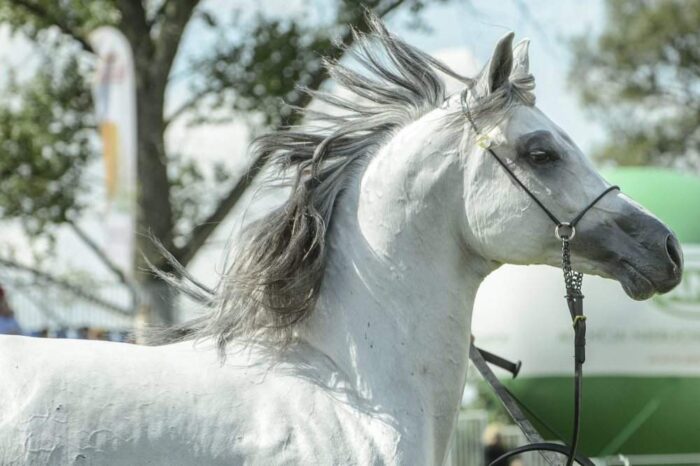 konie, stadnina, PZHKA, Janów Podlaski, ANR, Krzysztof Jurgiel, MRiRW